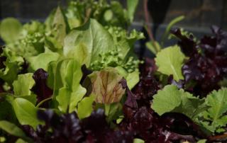 Gemüse und Salat im Frühling